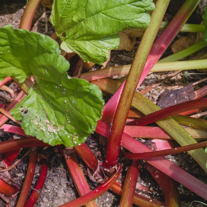 Reveň Viktoria - Rebarbora - Rheum palmatum - semena rebarbory - 20 ks