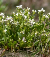 Lžičník lékařský - Cochleria officinalis - semena lžičníku - 20 ks