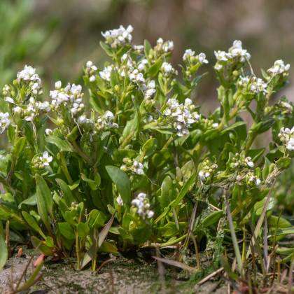 Lžičník lékařský - Cochleria officinalis - semena lžičníku - 20 ks
