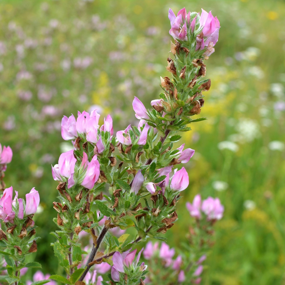 Jehlice rolní - Ononis Arvensis - semena jehlice - 20 ks