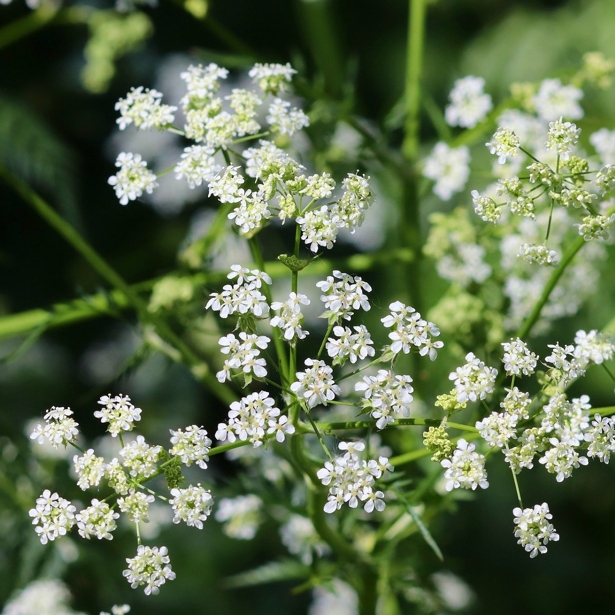 Kerblík setý - Anthriscus cerefolium - semena kerblíku - 250 ks