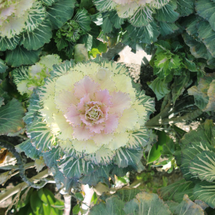 Okrasné zelí bílé Crane F1 - Brassica oleracea - semena okrasného zelí - 20 ks