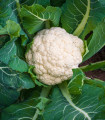Květák raný Igloory - Brassica oleracea - semena květáku - 20 ks
