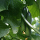 BIO Okurka salátová Persika - Cucumis sativus - bio semena okurky - 10 ks