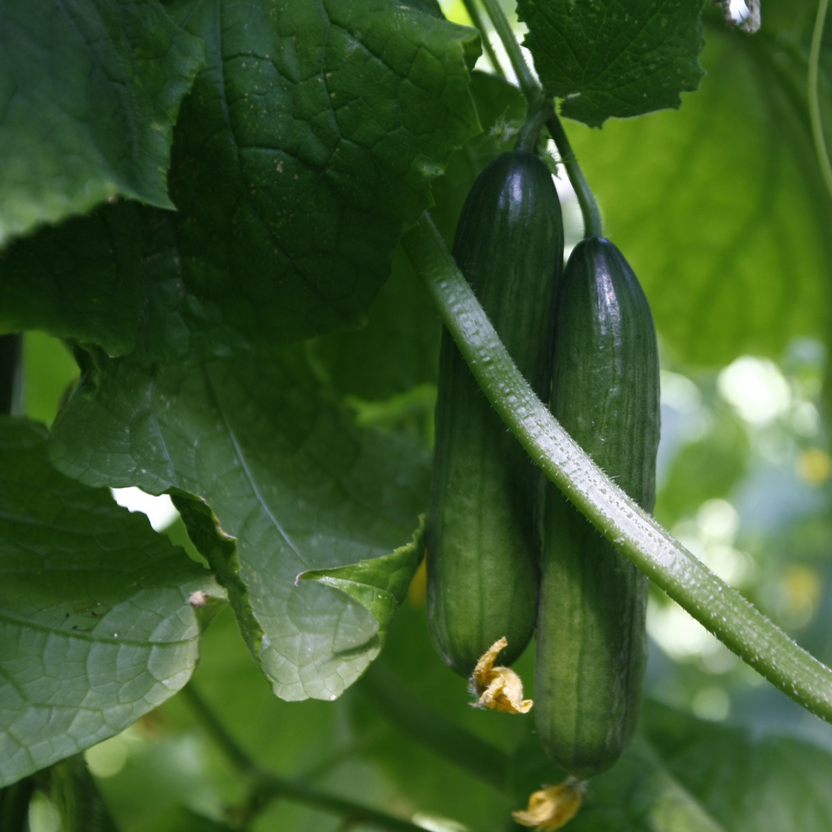 BIO Okurka salátová Persika - Cucumis sativus - bio semena okurky - 10 ks