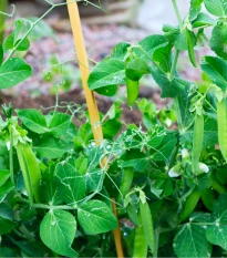 BIO Hrách cukrový Sweet Horizon - Pisum sativum - bio semena hrachu - 35 ks