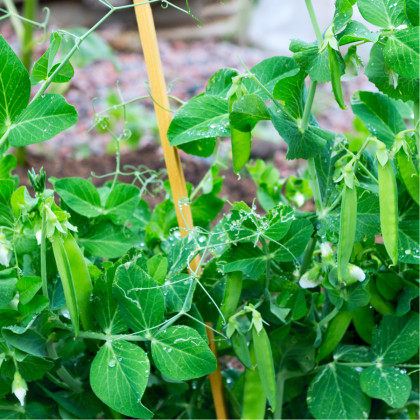 BIO Hrách cukrový Sweet Horizon - Pisum sativum - bio semena hrachu - 35 ks