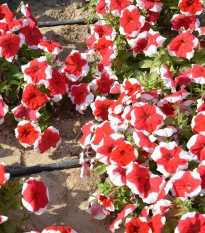 Petúnie mnohokvětá Red Frost F1 - Petunia multiflora - semena petúnie - 20 ks