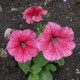 Petúnie mnohokvětá Claudia F1 - Petunia hybrida - semena petúnie - 30 ks