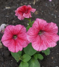 Petúnie mnohokvětá Claudia F1 - Petunia hybrida - semena petúnie - 30 ks