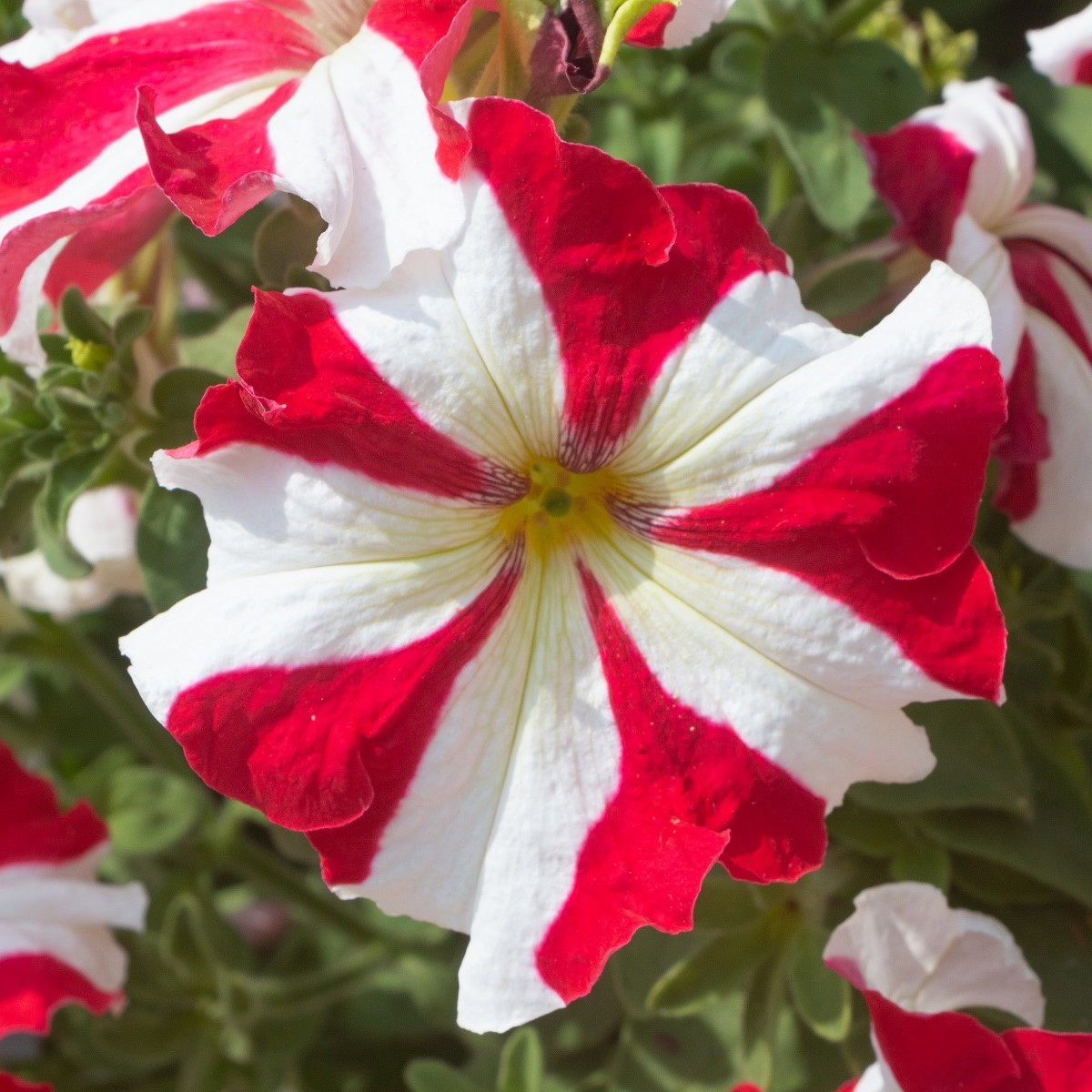 Petúnie mnohokvětá Henrietta F1 - Petunia hybrida - semena petúnie - 30 ks
