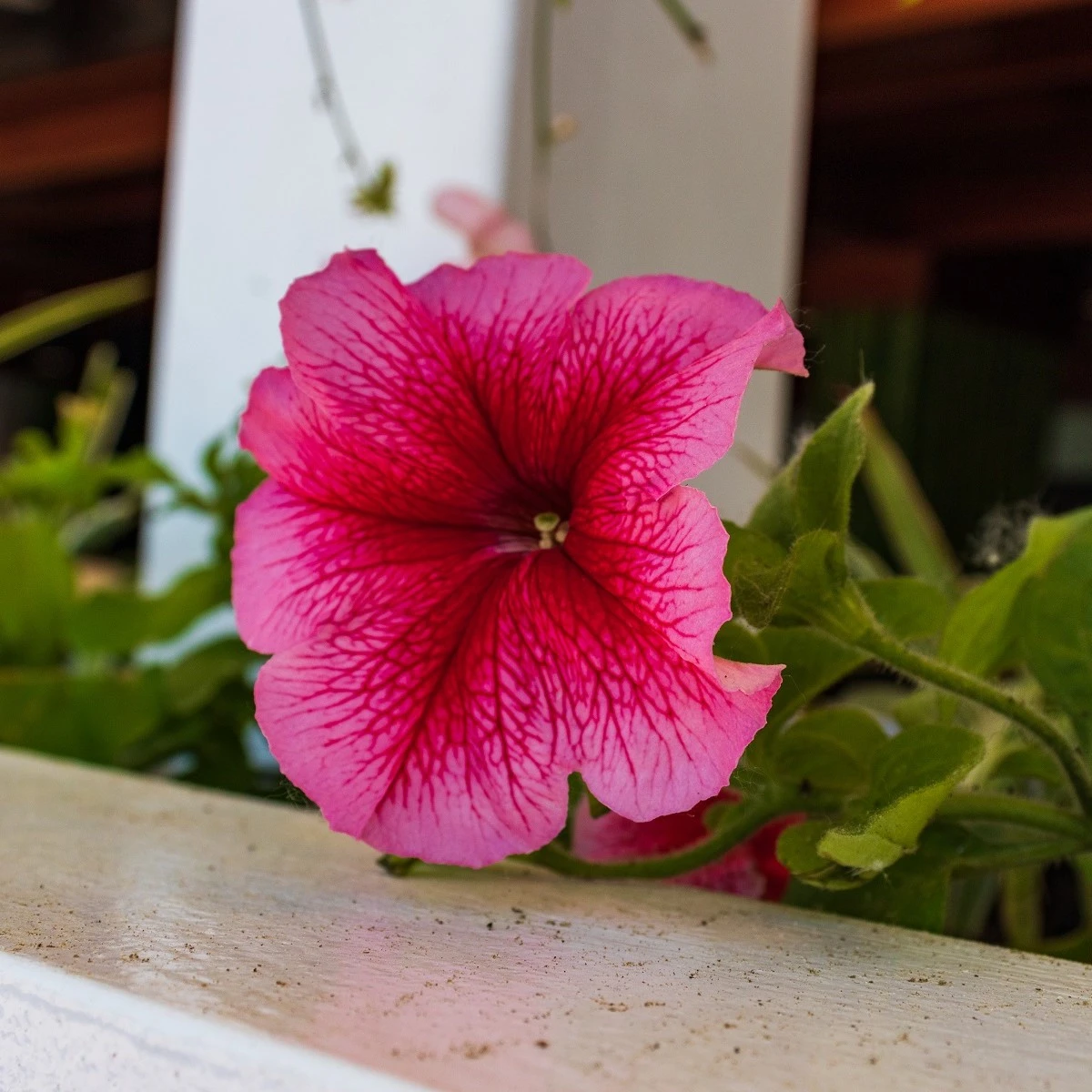 Petúnie mnohokvětá Rita F1 - Petunia hybrida - semena petúnie - 30 ks
