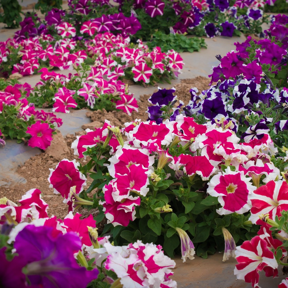 Petúnie nízká Stars mix - Petunia nana compacta - semena petúnie - 20 ks