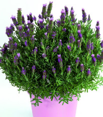Levandule francouzská Bandera Pink - Lavandula stoechas - semena levandule - 20 ks