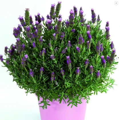 Levandule francouzská Bandera Pink - Lavandula stoechas - semena levandule - 20 ks