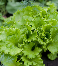 BIO nasiona sałaty Batavia Leny – Lactuca sativa – uprawa nasion bio