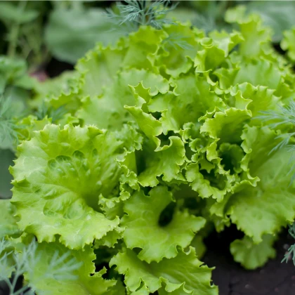 BIO nasiona sałaty Batavia Leny – Lactuca sativa – uprawa nasion bio