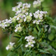 Máta americká horská - Pycnanthemum pilosum - semena máty - 20 ks