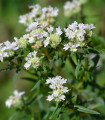 Máta americká horská - Pycnanthemum pilosum - semena máty - 20 ks