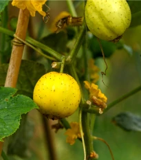 BIO Okurka Lemon - Cucumis sativus - bio semena okurky - 8 ks