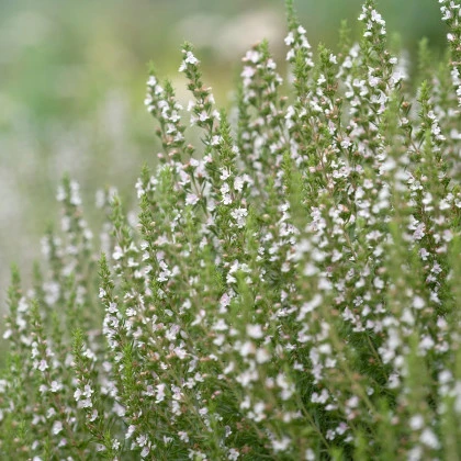 Yzop lékařský bílý - Hyssopus officinalis - semena yzopu - 100 ks