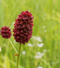 Krvavec Toten - Sanguisorba officinalis - semena krvavce - 8 ks