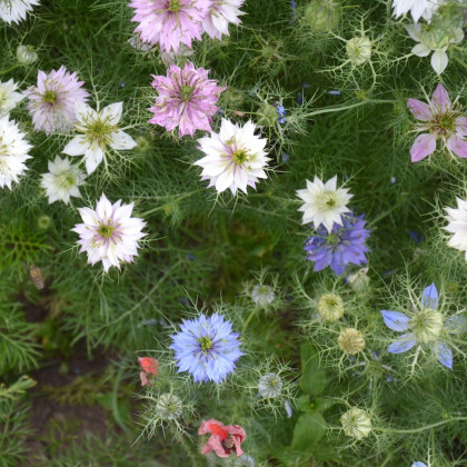 Černucha damašská směs - Nigella damascena - semena černuchy - 25 ks