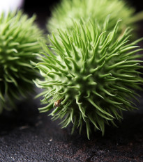 Okurka okrasná - Cucumis hirsutus - semena okurky - 6 ks