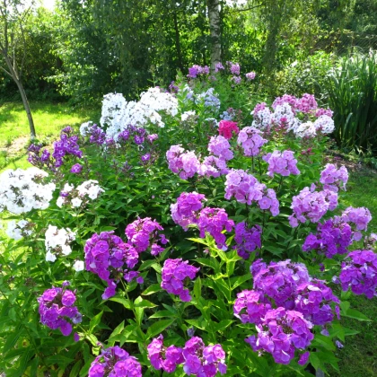 Plaménka latnatá směs barev - Phlox paniculata grandiflora - semena plaménky - 15 ks