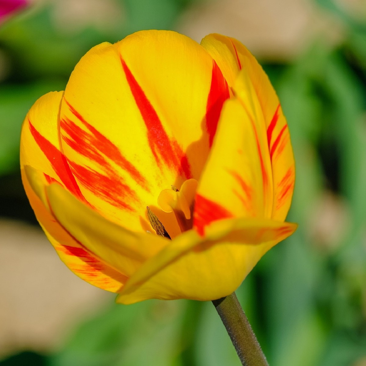 Tulipán Washington - Tulipa - cibule tulipánu - 3 ks