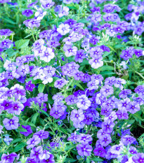 Plaménka Drummondova směs - Phlox drum. mix - semena plaménky - 180 ks