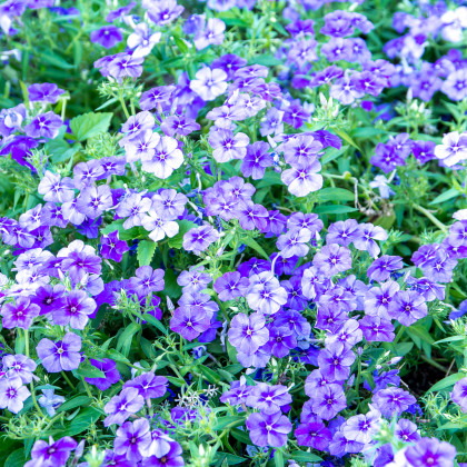 Plaménka Drummondova směs - Phlox drum. mix - semena plaménky - 180 ks