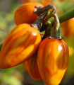 Lilek pruhovaný - Solanum melongena - semena - 6 ks