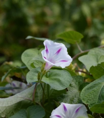 Povíjnice nachová Milky Way - Ipomoea purpurea - semena povíjnice - 25 ks