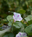 Povíjnice nachová Milky Way - Ipomoea purpurea - semena povíjnice - 25 ks