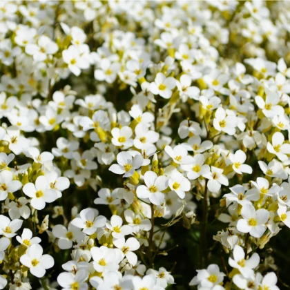 Tařicovka Snow Crystal - Lobularia maritima - semena tařicovky - 200 ks