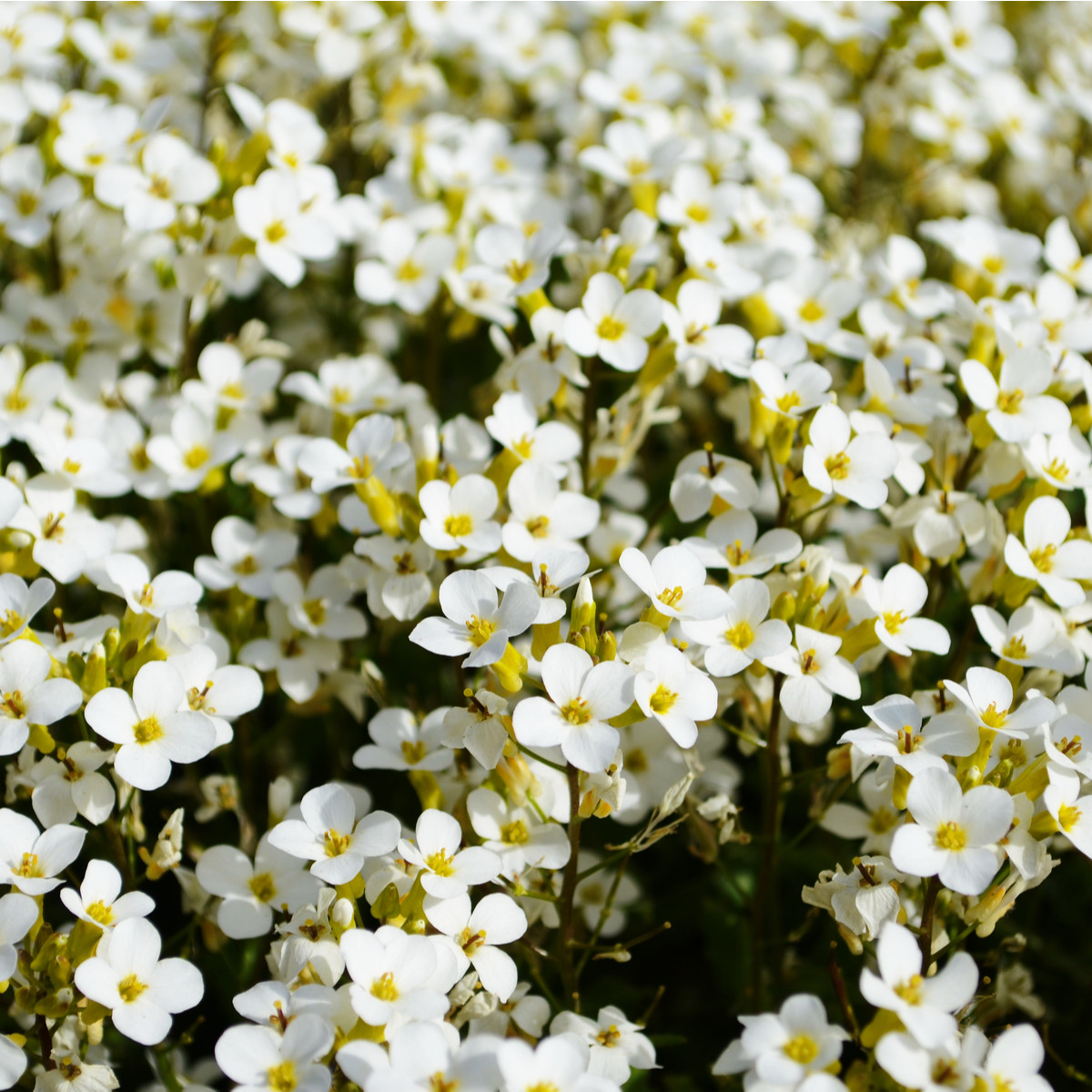 Tařicovka Snow Crystal - Lobularia maritima - semena tařicovky - 200 ks