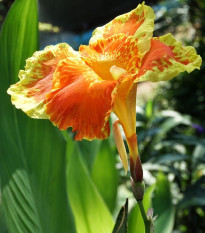 Dosna En Avant - Canna - hlízy dosny - 1 ks