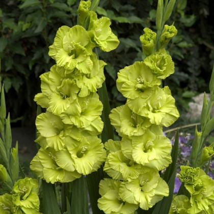 Gladiol velkokvětý Green Star - Gladiolus - hlízy mečíku - 3 ks