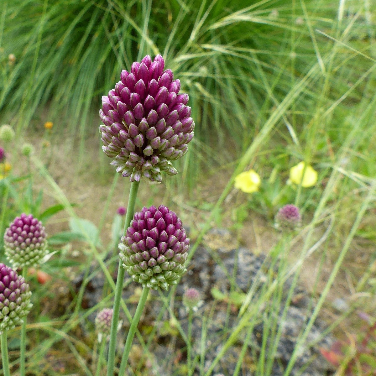 Česnek okrasný - Allium Sphaerocephalon - cibule okrasného česneku - 3 ks