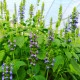 Chia - Salvia hispanica - semena chia - 10 ks