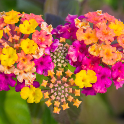 Lantana měňavá - Lantana camara - semena lantany - 10 ks