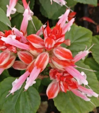 Šalvěj zářivá Unica Red and White - Salvia splendens - semena šalvěje - 20 ks