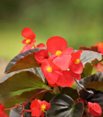 Voskovka Heaven Red F1 – Begonia semperflorens – semena begónie