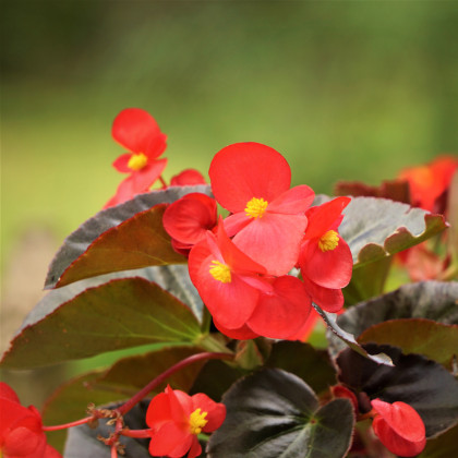 Voskovka Heaven Red F1 – Begonia semperflorens – nasiona begonii