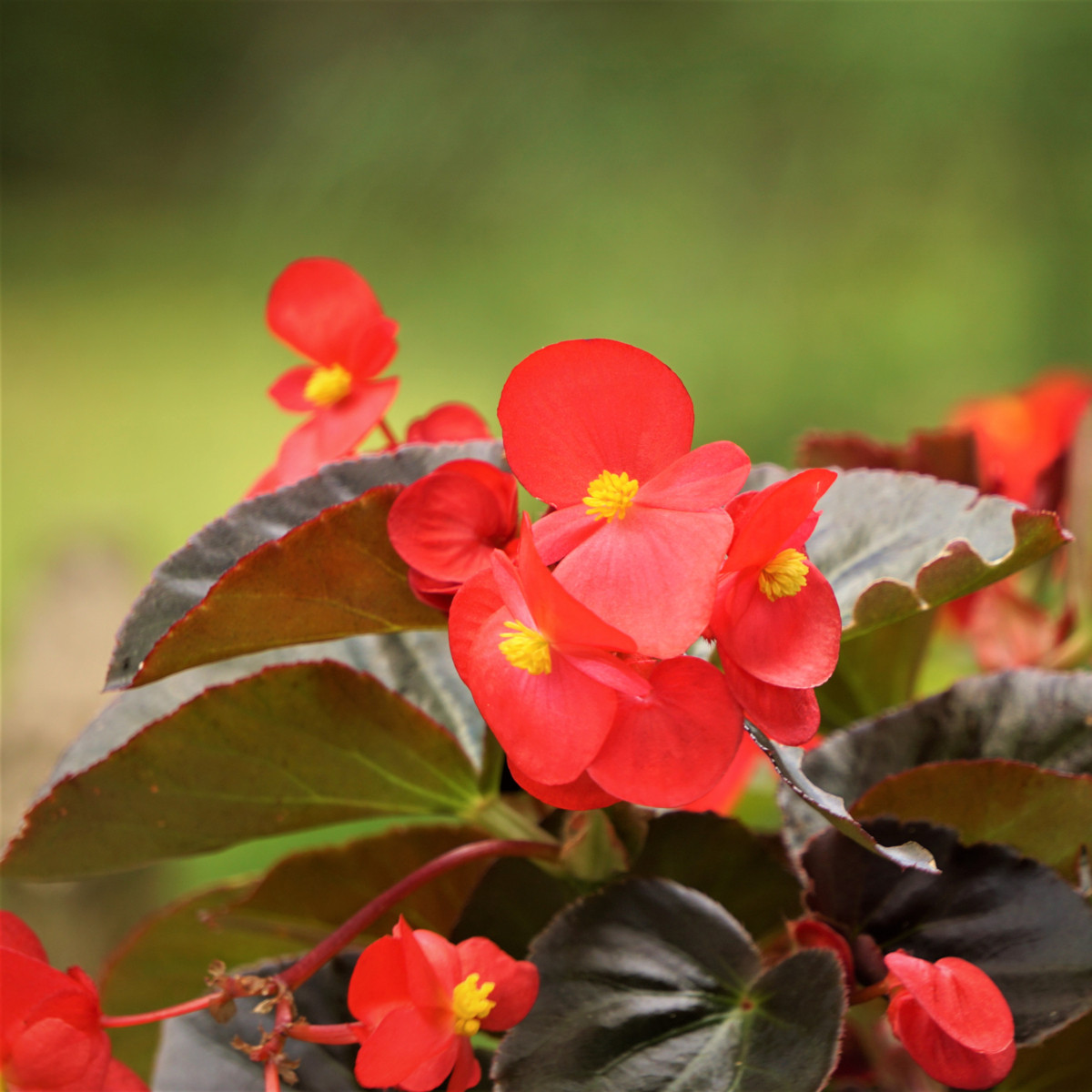 Voskovka Heaven Red F1 – Begonia semperflorens – nasiona begonii