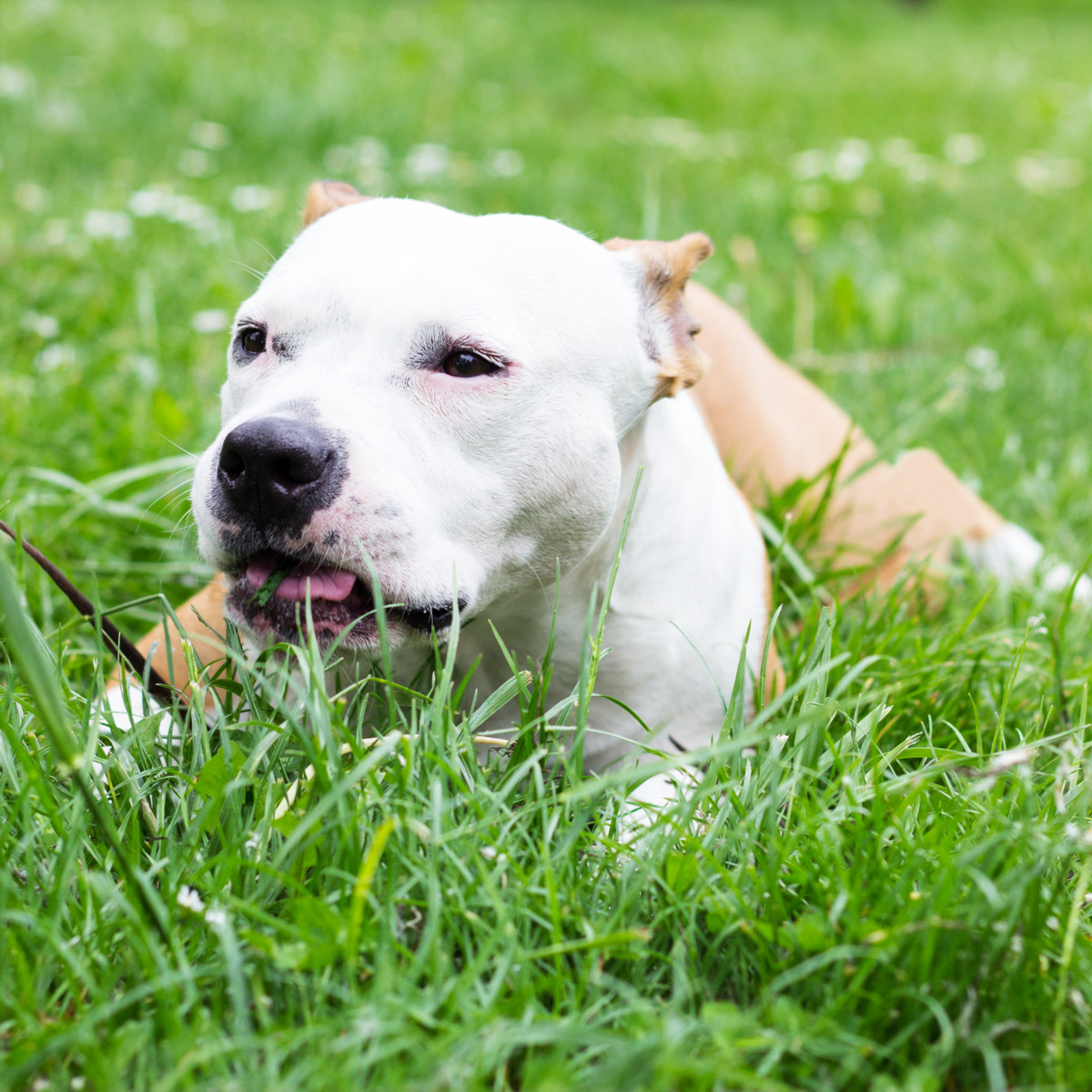 Tráva pro psy - semena Golden Line - směs - 20 g