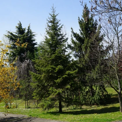 Jedle Pindrow - Abies pindrow - nasiona jodły - 15 szt.
