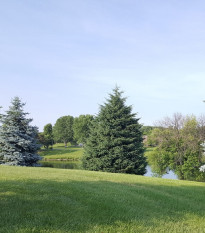 Smrk himalájský - Picea smithiana - semena smrku - 8 ks