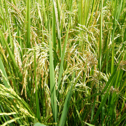 Rýže setá - Oryza sativa - semena rýže - 12 ks